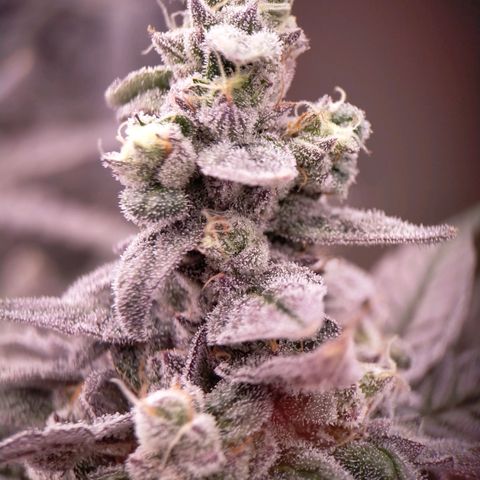 Trichome Orchards growlog photo: Ringz of Saturn