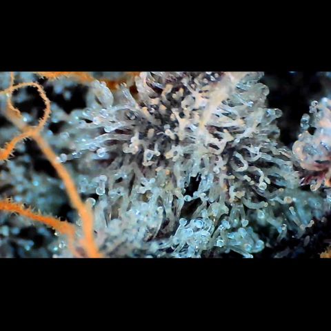 Trichome Orchards growlog photo: Rainbow Fritters#1.