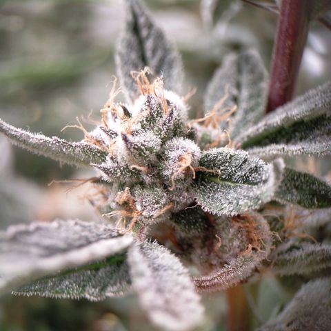 Trichome Orchards growlog photo: Pauly Walnuts
