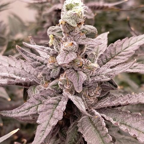 Trichome Orchards growlog photo: Ringz of Saturn 