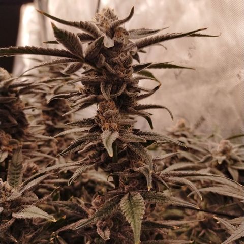 Trichome Orchards growlog photo: Rainbow Fritters#1