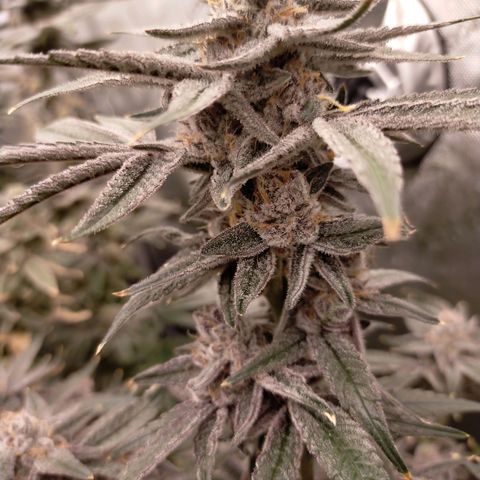 Trichome Orchards growlog photo: Rainbow Fritters#1