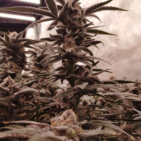 Trichome Orchards growlog photo: Rainbow Fritters#1