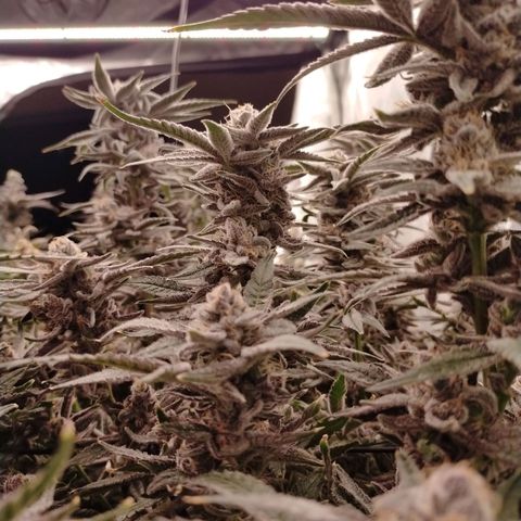 Trichome Orchards growlog photo: Rainbow Fritters#1