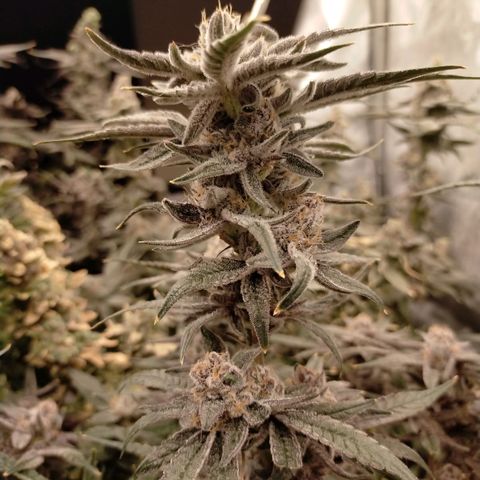 Trichome Orchards growlog photo: Rainbow Fritters#1