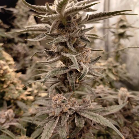 Trichome Orchards growlog photo: Rainbow Fritters#1