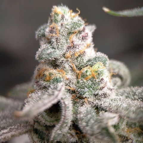 Trichome Orchards growlog photo: Rainbow Fritters#2