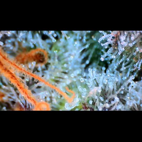 Trichome Orchards growlog photo: Rainbow Fritters#2.