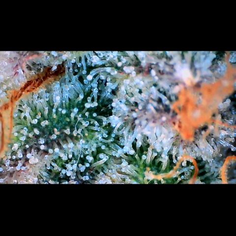 Trichome Orchards growlog photo: Pauly Walnuts.