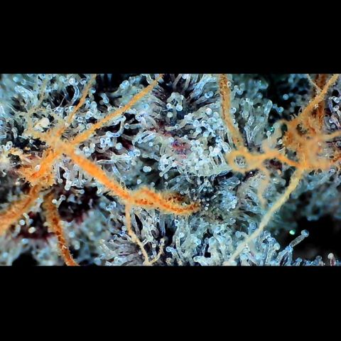Trichome Orchards growlog photo: Rainbow Fritters#1.
