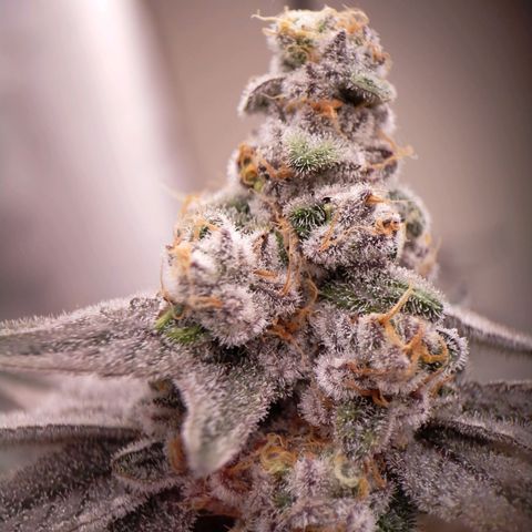 Trichome Orchards growlog photo: Rainbow Fritters#2