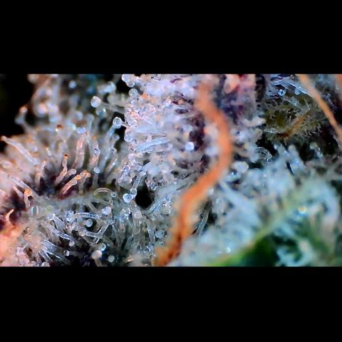 Trichome Orchards growlog photo: Rainbow Fritters#2.