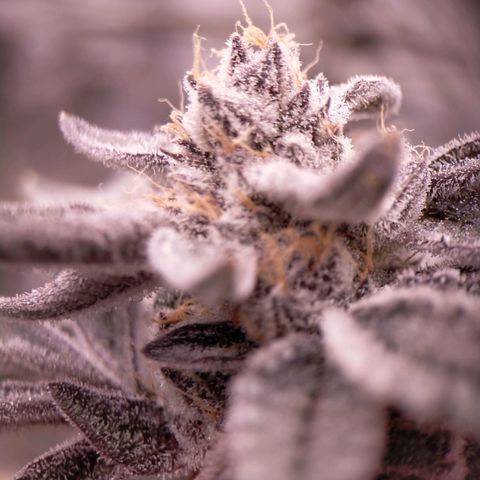 Trichome Orchards growlog photo: Rainbow Fritters#1