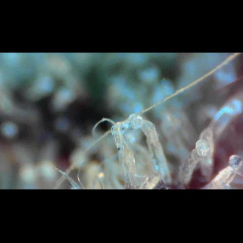 Trichome Orchards growlog photo: Pauly Walnuts.