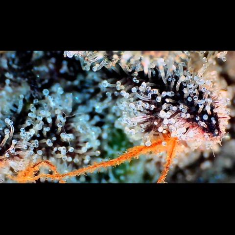 Trichome Orchards growlog photo: Ringz of Saturn.