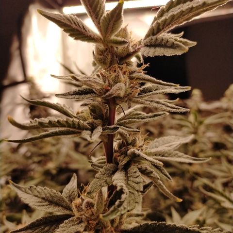 Trichome Orchards growlog photo: Pauly walnuts