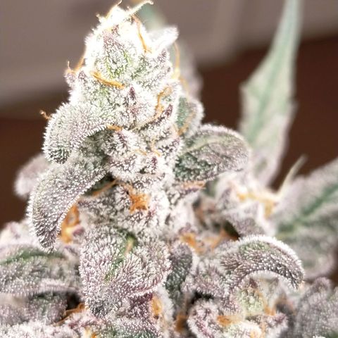 Trichome Orchards growlog photo: Ringz of Saturn 