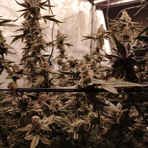 Trichome Orchards growlog photo: Rainbow Fritters#2
