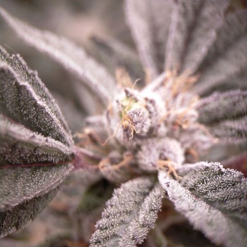 Trichome Orchards growlog photo: Pauly Walnuts