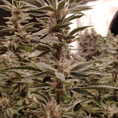 Trichome Orchards growlog photo: Pauly walnuts