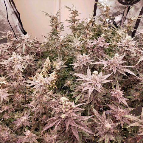 Trichome Orchards growlog timeline photo