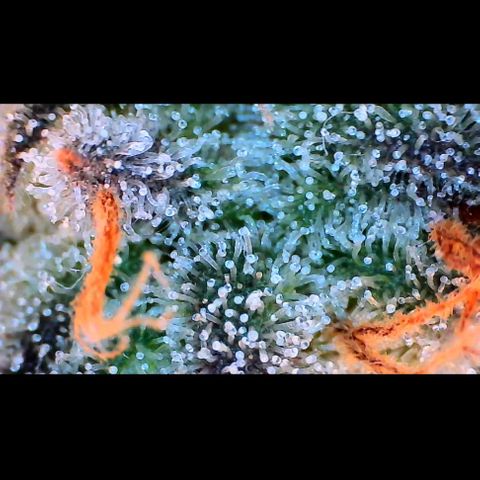 Trichome Orchards growlog photo: Pauly Walnuts.