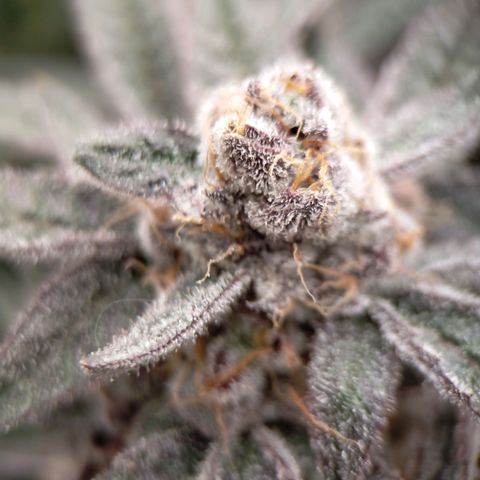 Trichome Orchards growlog photo: Rainbow Fritters#1