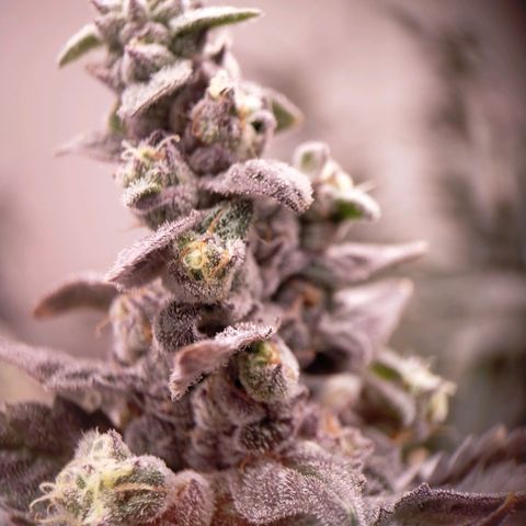 Trichome Orchards growlog photo: Ringz of Saturn