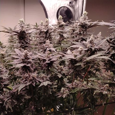 Trichome Orchards growlog photo: Ringz of Saturn 