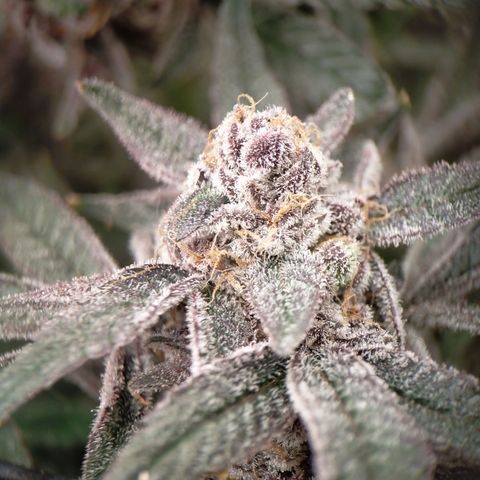 Trichome Orchards growlog photo: Rainbow Fritters#1
