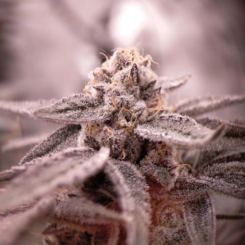 Trichome Orchards growlog photo: Rainbow Fritters#1