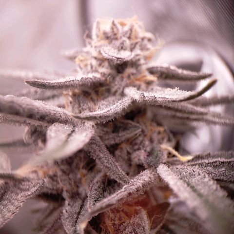 Trichome Orchards growlog photo: Rainbow Fritters#1