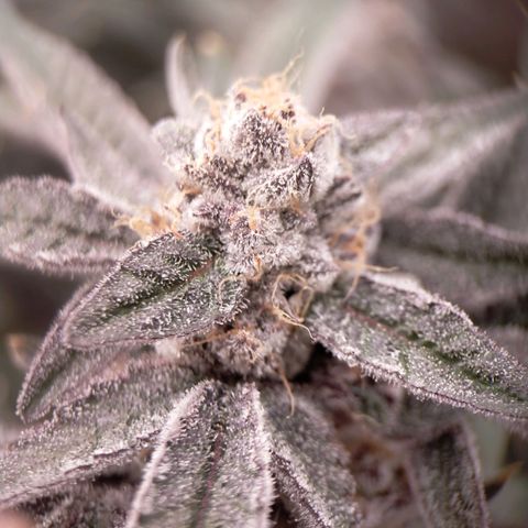Trichome Orchards growlog photo: Rainbow Fritters#1