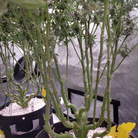 Trichome Orchards growlog photo: Rainbow Fritters#1