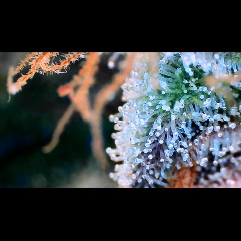 Trichome Orchards growlog photo: Pauly Walnuts.
