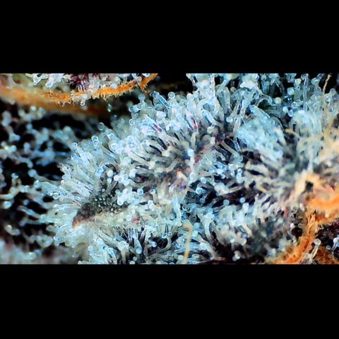 Trichome Orchards growlog photo: Rainbow Fritters#1.