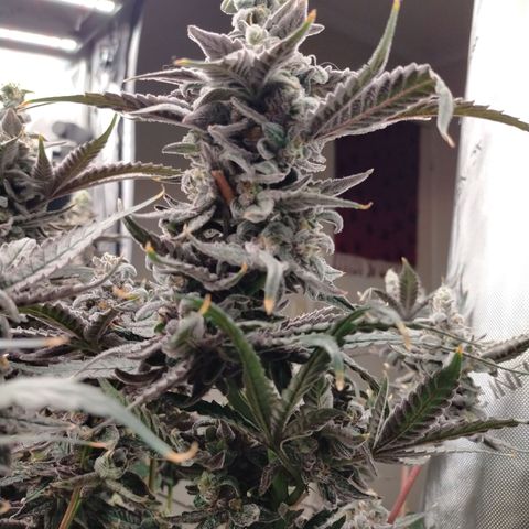 Trichome Orchards growlog photo: Ringz of Saturn 