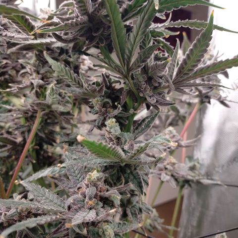 Trichome Orchards growlog photo: Ringz of Saturn 