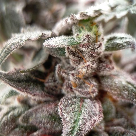 Trichome Orchards growlog photo: Ringz of Saturn