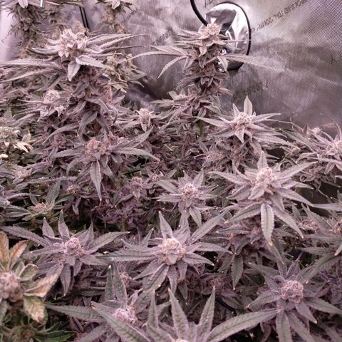 Trichome Orchards growlog photo: Rainbow Fritters#1
