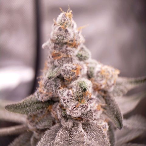 Trichome Orchards growlog photo: Rainbow Fritters#2