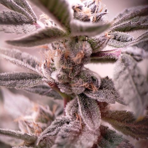 Trichome Orchards growlog photo: Pauly Walnuts