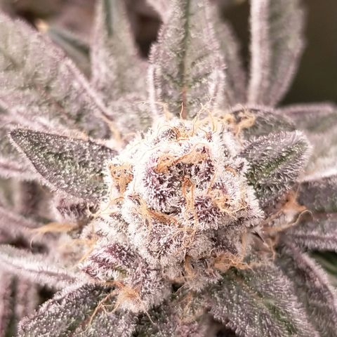 Trichome Orchards growlog photo: Rainbow Fritters#1