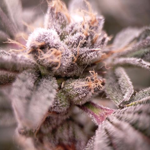 Trichome Orchards growlog photo: Pauly Walnuts