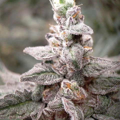 Trichome Orchards growlog photo: Ringz of Saturn 