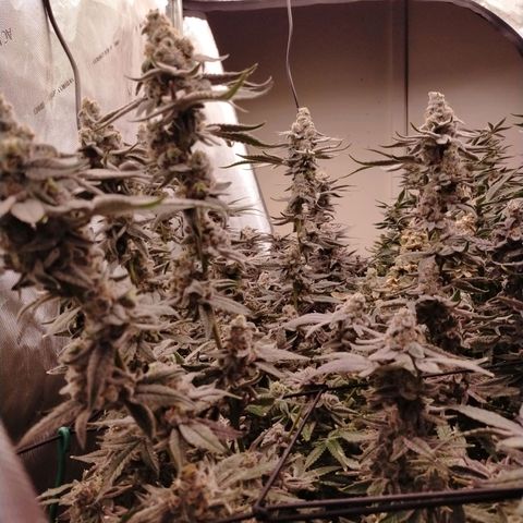 Trichome Orchards growlog photo: Rainbow Fritters#2