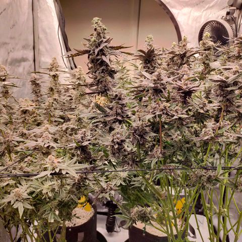 Trichome Orchards growlog timeline photo