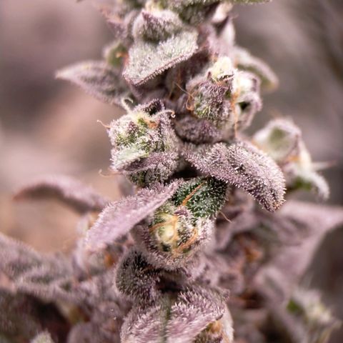 Trichome Orchards growlog photo: Ringz of Saturn