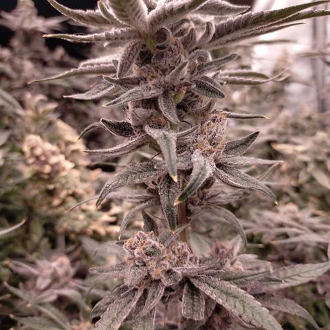 Trichome Orchards growlog photo: Rainbow Fritters#1