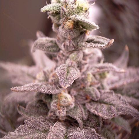 Trichome Orchards growlog photo: Ringz of Saturn